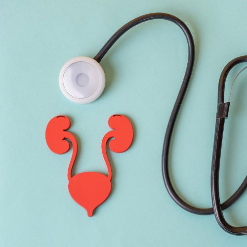 Układ moczowy Biotu.pl