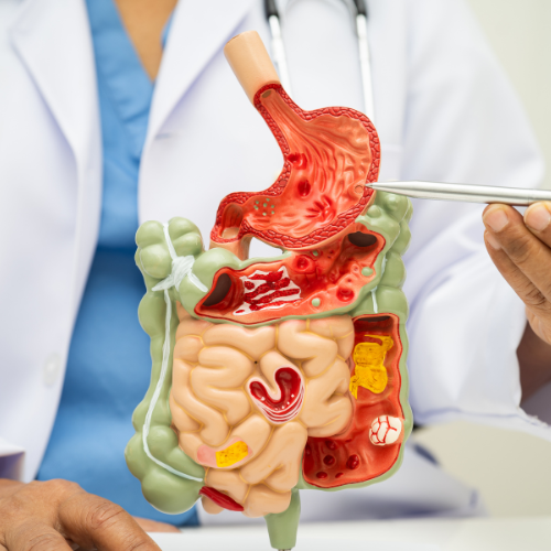 Układ trawienny i wątroba Biotu.pl